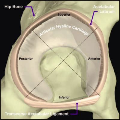 acetabular labral tear special tests|acetabular labral tear lab results.